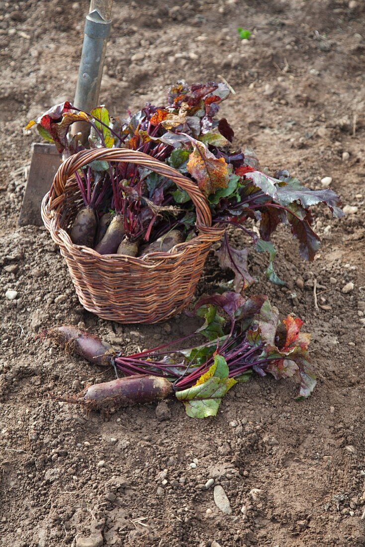 Forono beetroots in a basket in a field