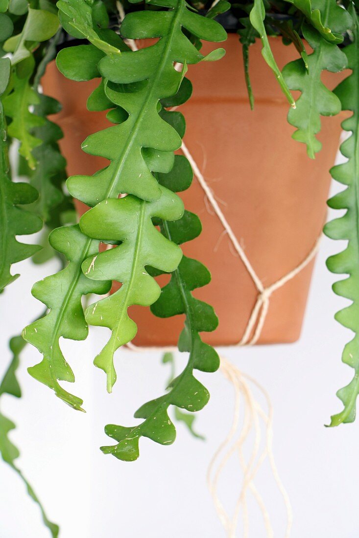 Foliage plant in terracotta pot in macramé holder