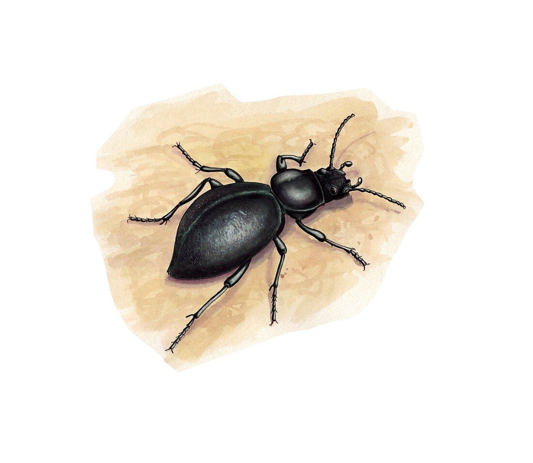 Darkling beetle, illustration