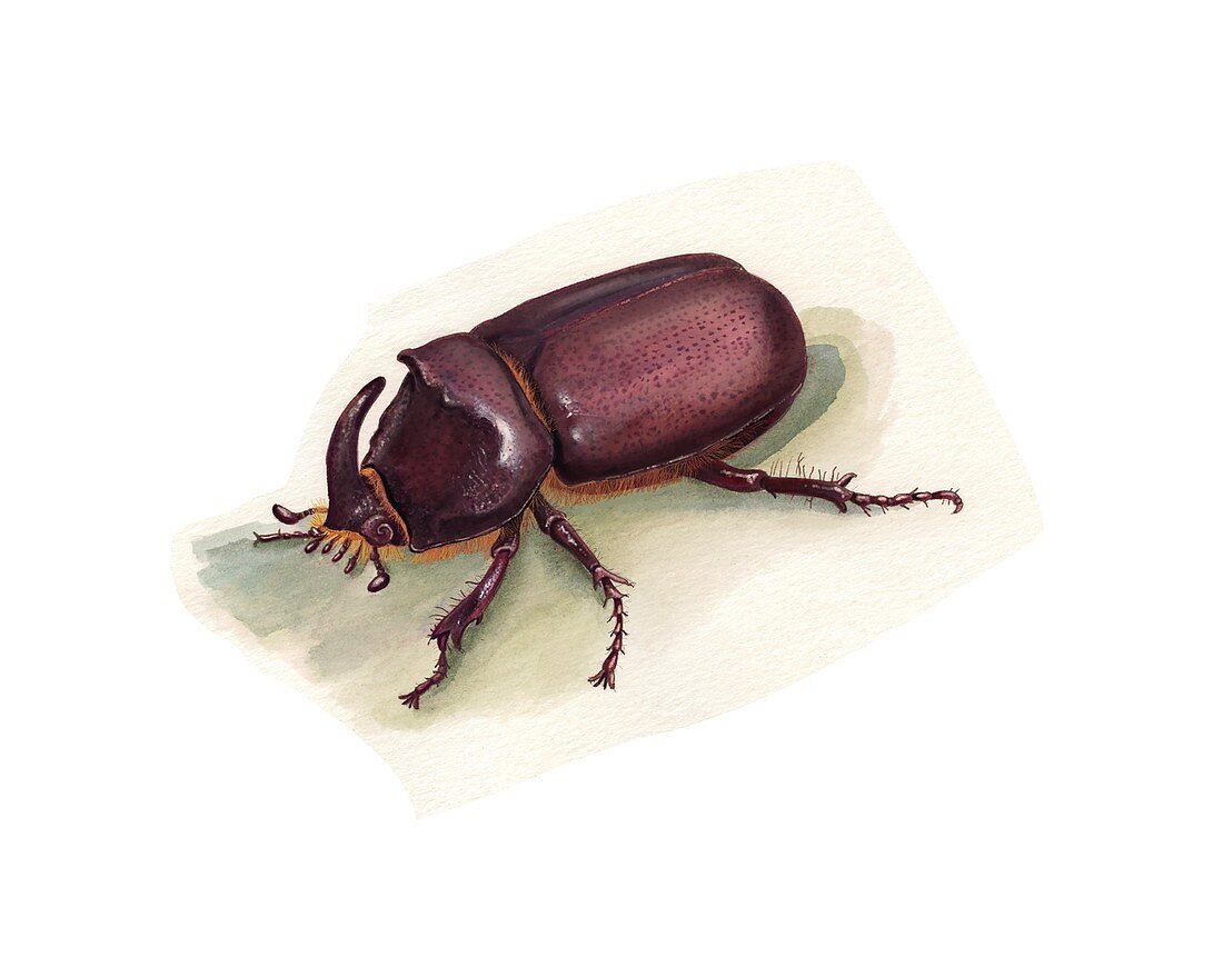 European rhinoceros beetle, illustration