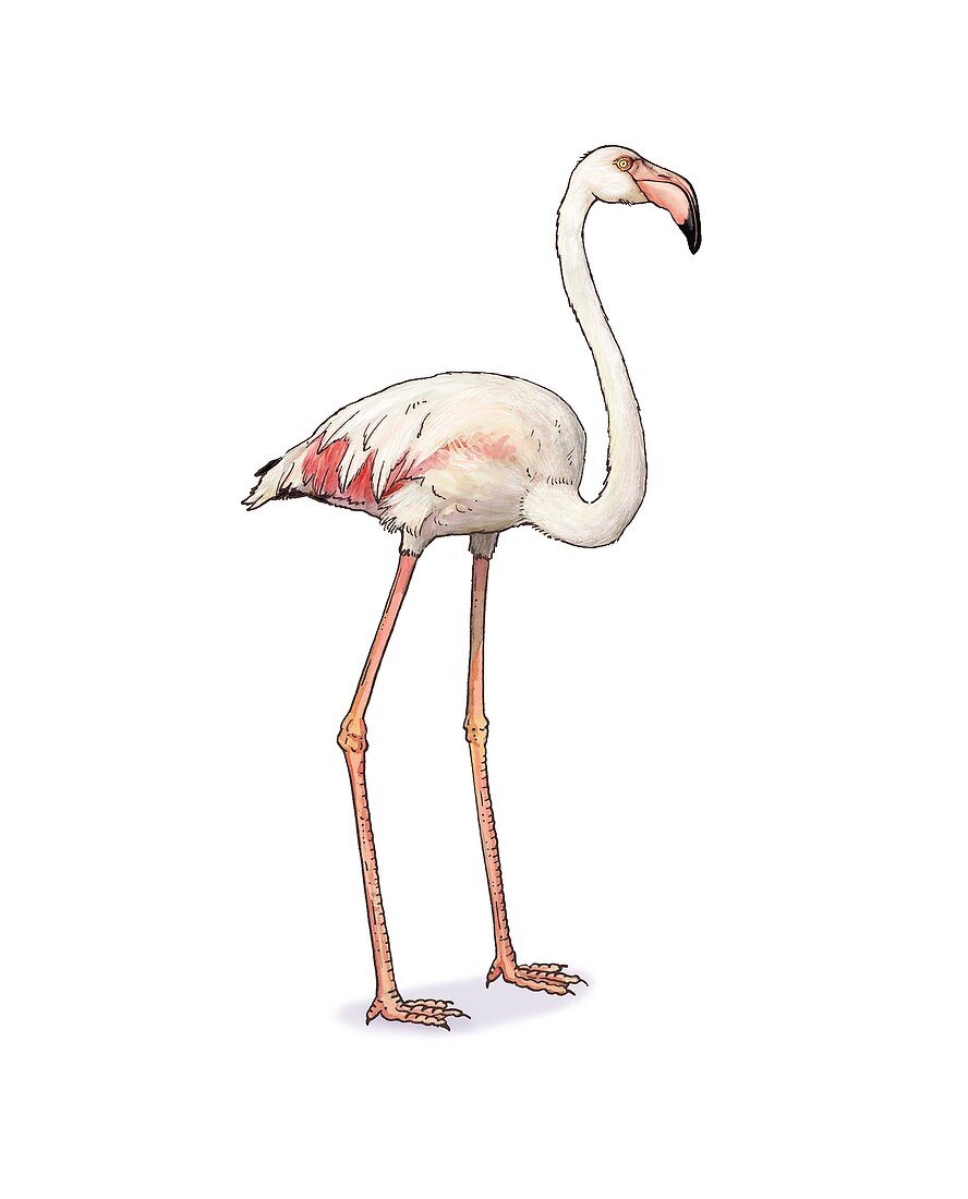 American flamingo, illustration