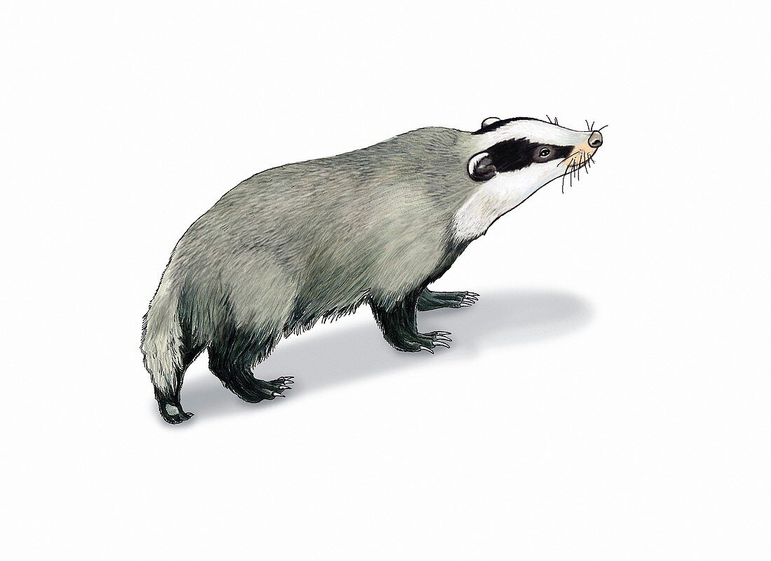 European badger, illustration