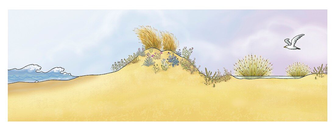 Mediterranean sand dune, illustration