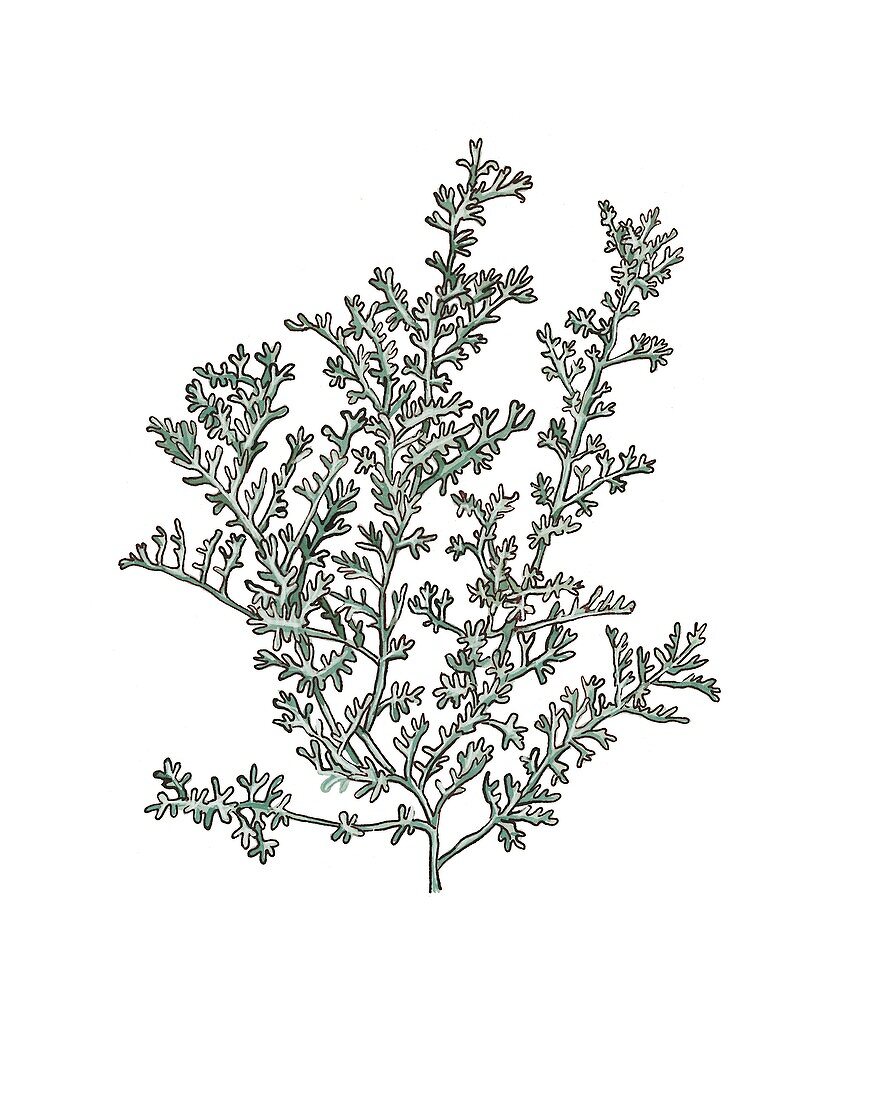 Artemisia gallica, illustration