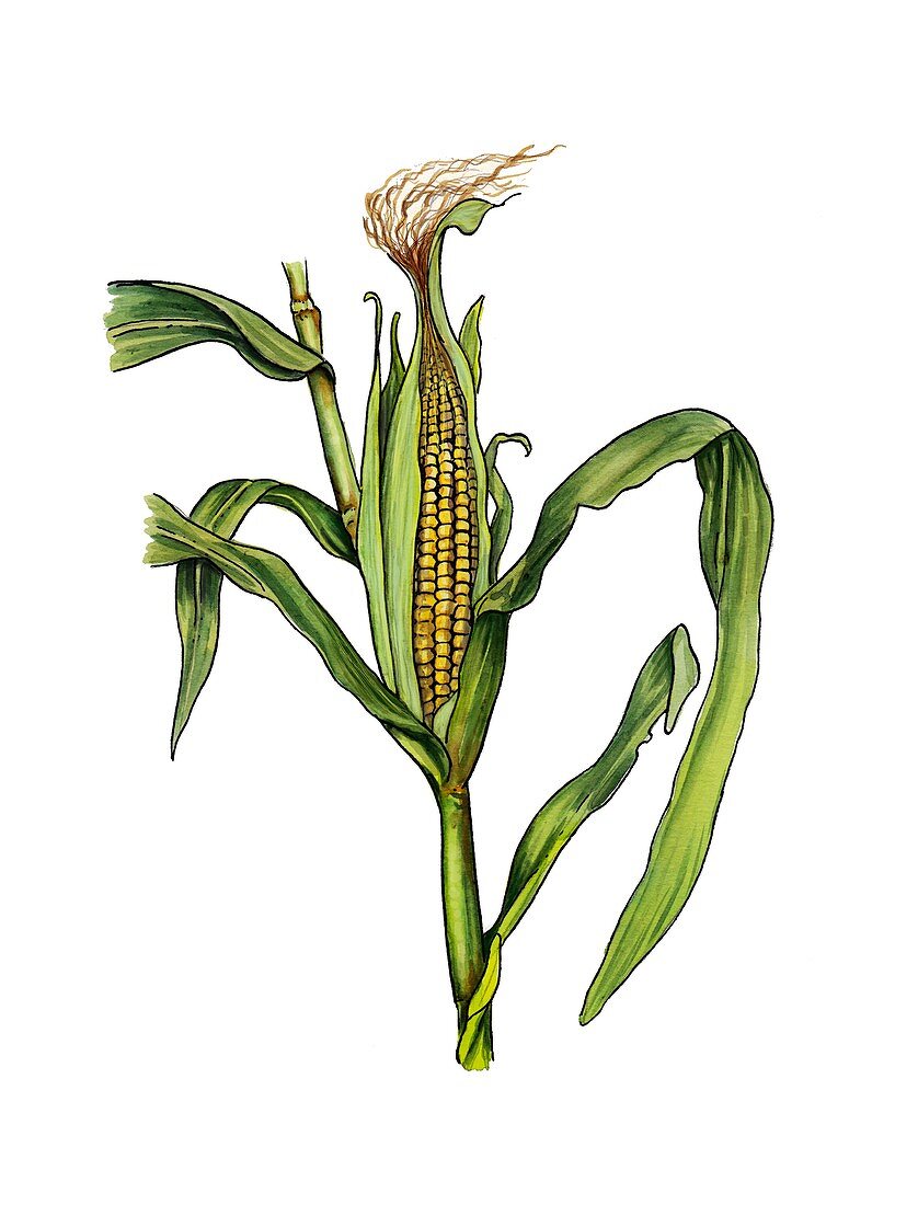 Maize Zea mays in fruit, illustration