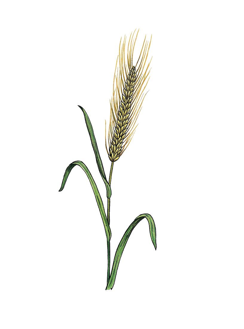 Barley Hordeum vulgare in flower