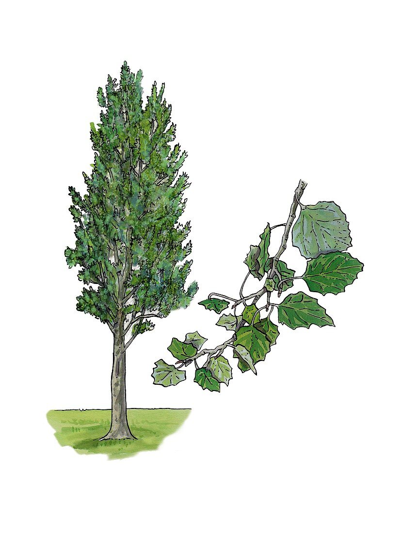 White poplar Populus alba, illustration