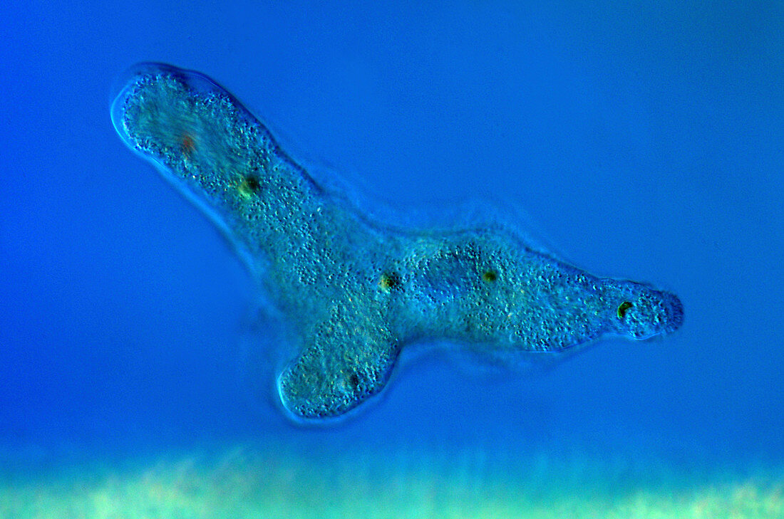 Proteus amoeba, light micrograph