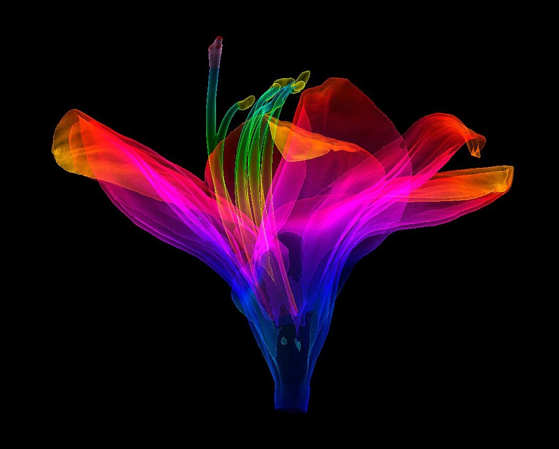 Amaryllis (Hippeastrum sp.) flower, 3D CT scan