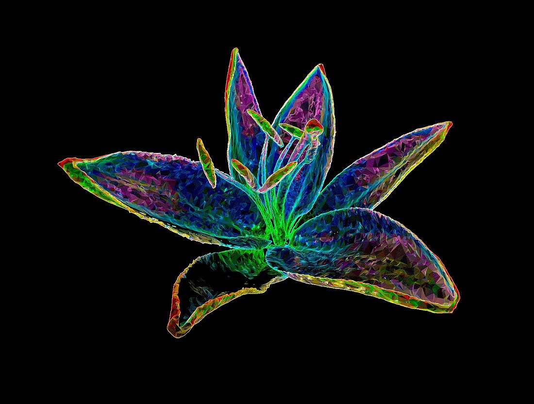 Lily (Lilium sp.) flower, 3D CT scan