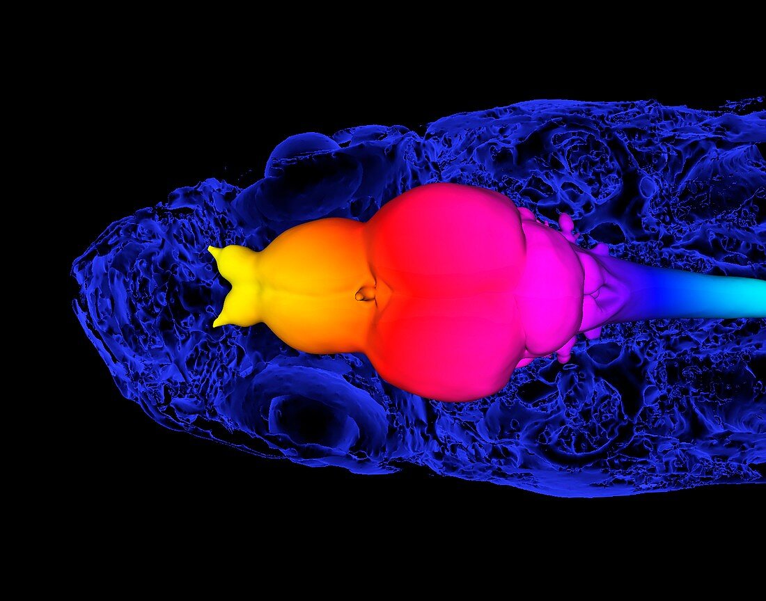 Zebrafish brain, 3D micro-CT scan