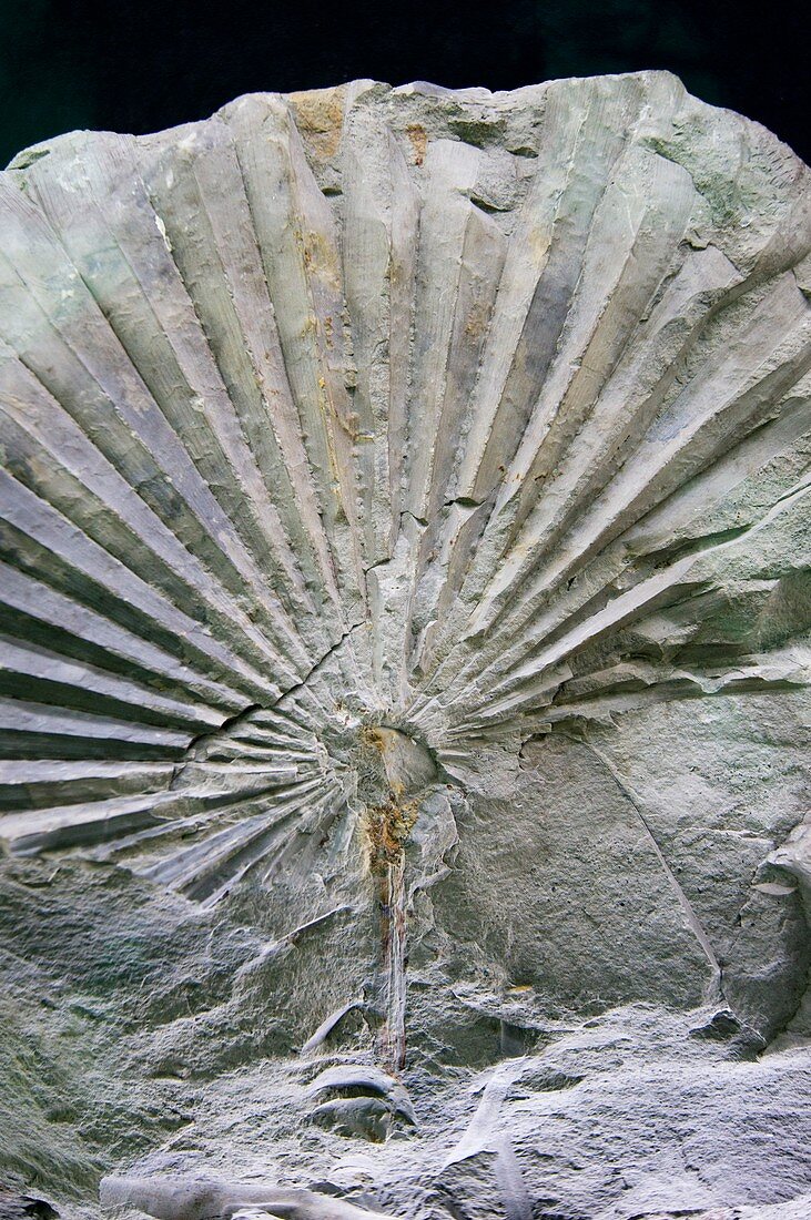 Fossilised Chamaerops palm
