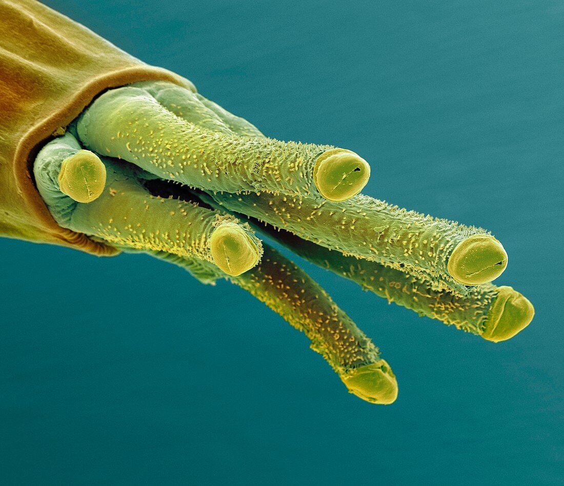 Fruit fly breathing tube, SEM
