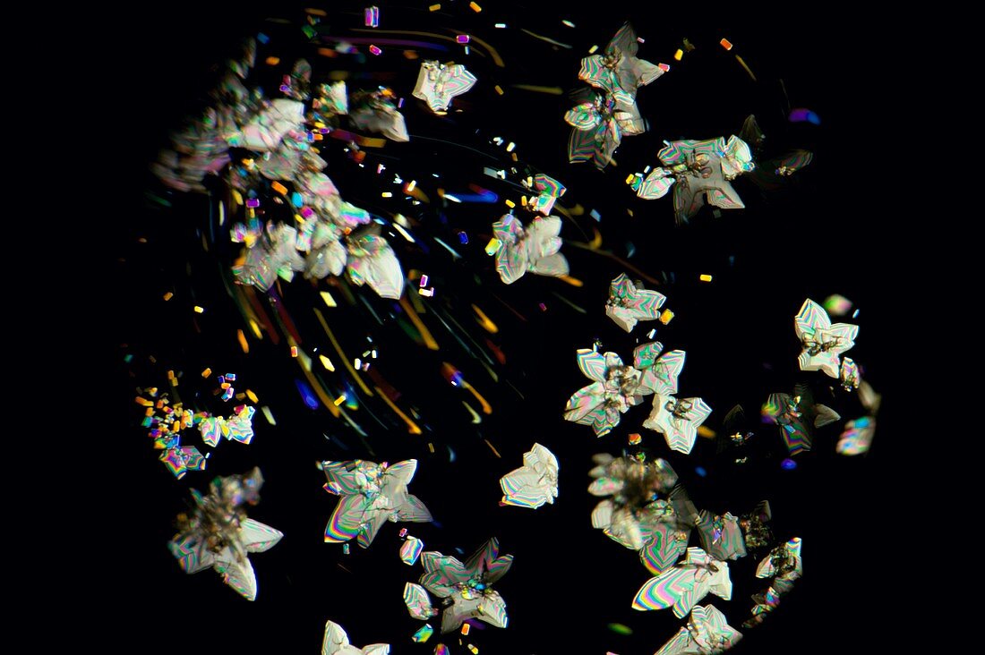 Anti-cancer drug crystals, light micrograph