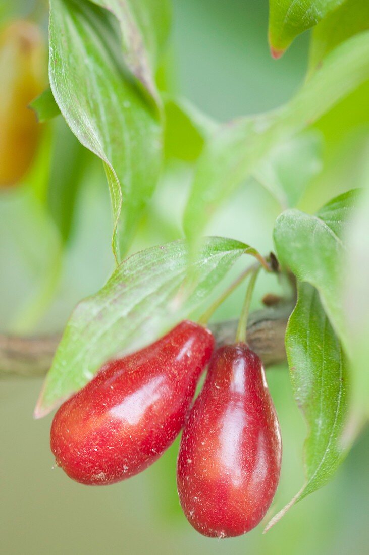 Cornelian cherry (Cornus mas) in fruit