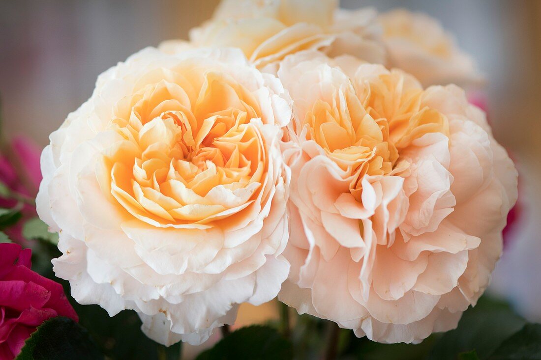 Rose (Rosa 'Floral Fairy Tale') flowers
