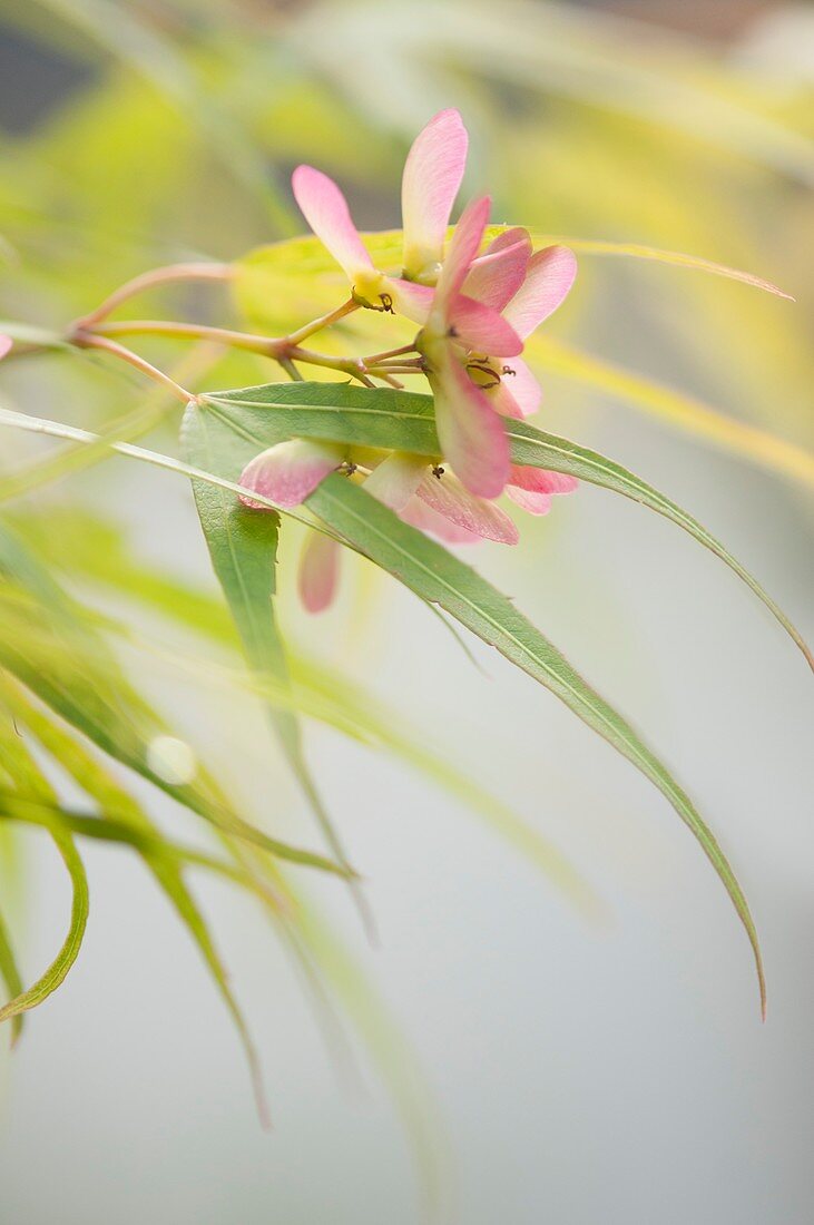 Japanese maple (Acer palmatum) in flower