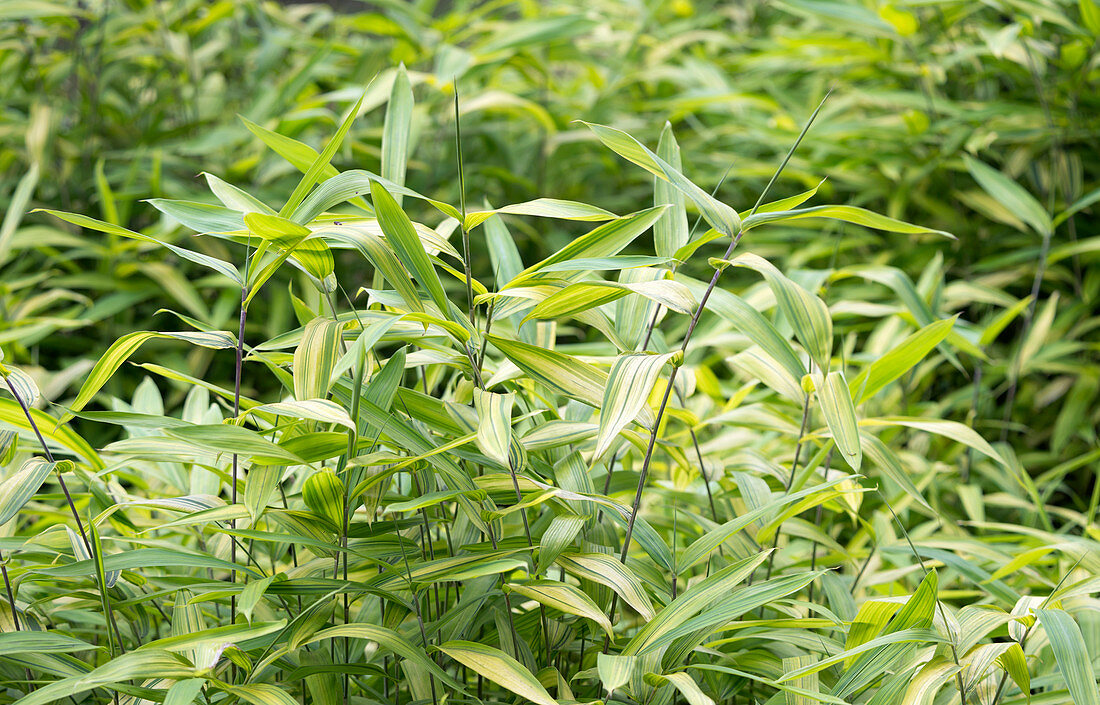 Bamboo (Pleioblastus viridistriatus)