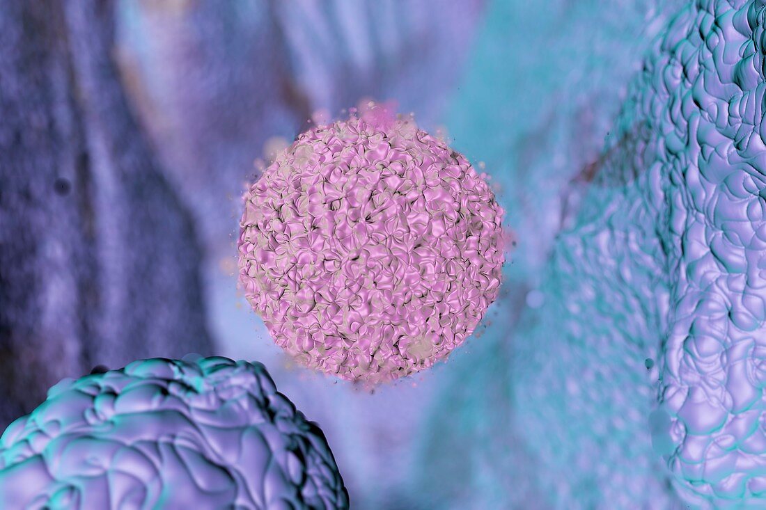 Lymphocyte, illustration