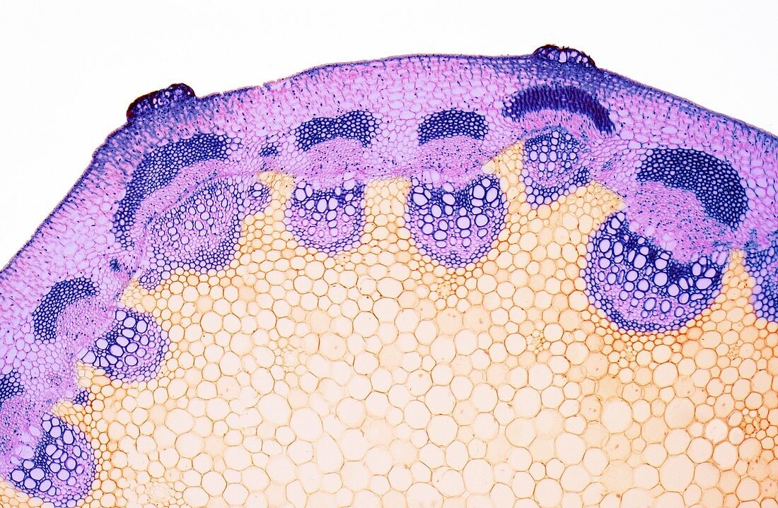 Dicot stem vascular arrangement, LM