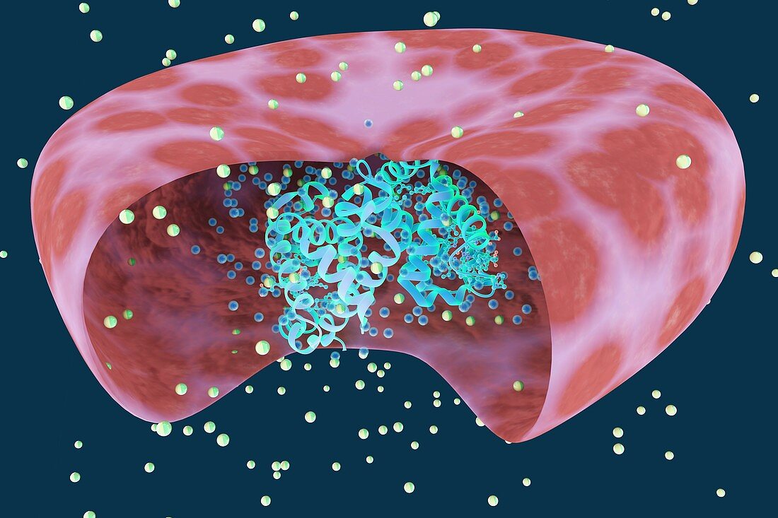 Haemoglobin protein, illustration