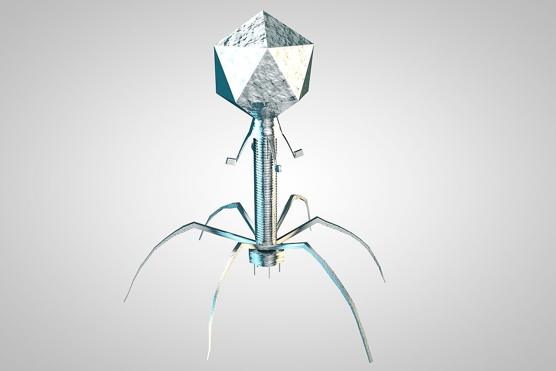 T4 bacteriophage virus, illustration