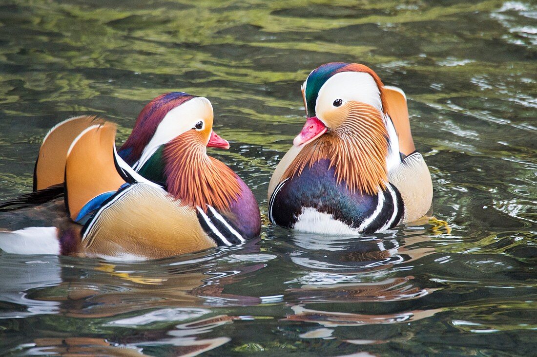 Male mandarin ducks