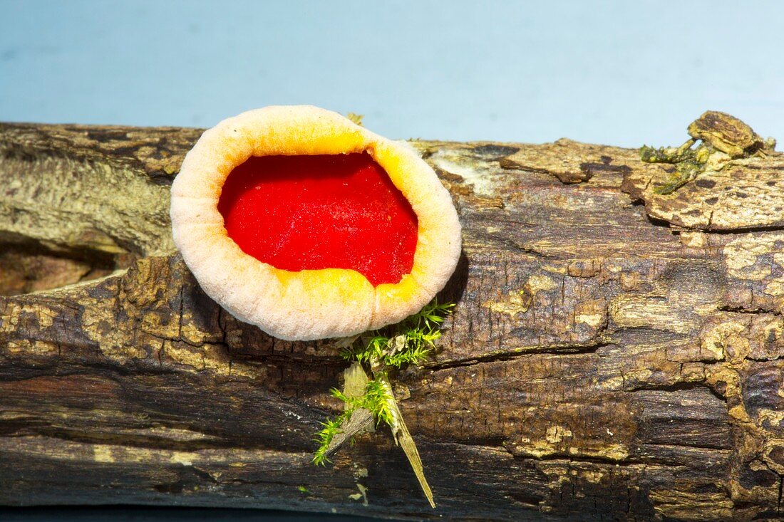 Scarlet elf cup fungus