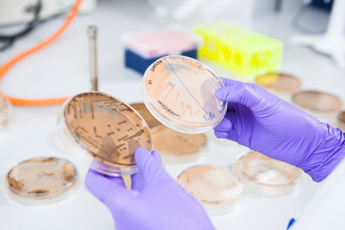 Examining mould growth in a petri dish