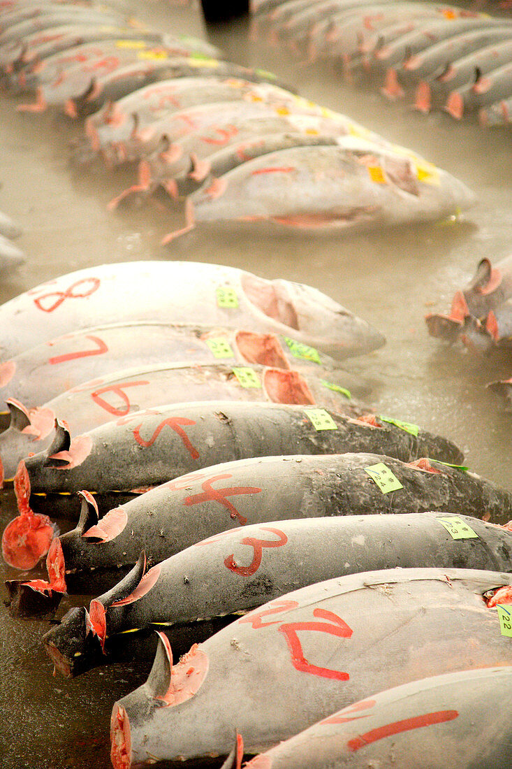 Tsukiji fish market, Japan