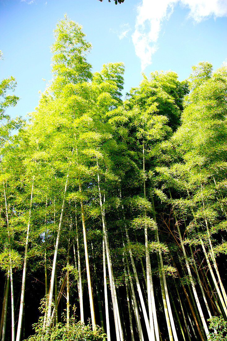 Forest of giant bamboo in Japan