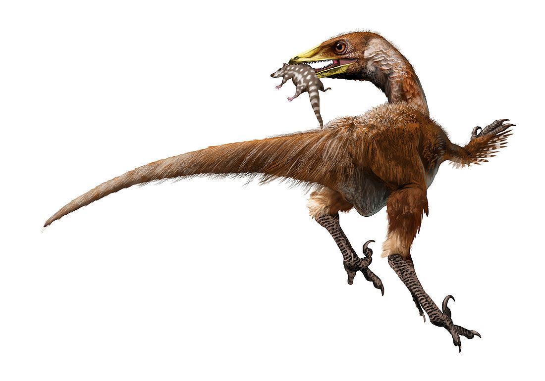 Troodon inaequalis dinosaur, illustration