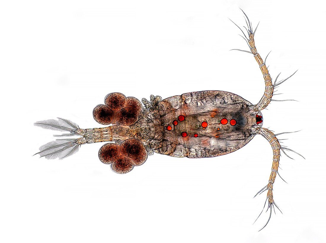 Copepod with eggs, light micrograph