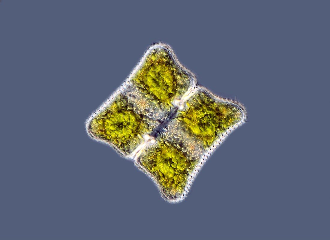 Cosmarium desmid, light micrograph