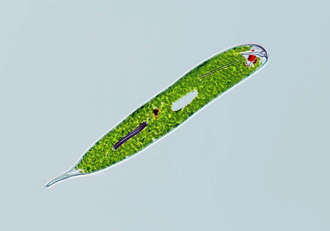 Euglena, light micrograph