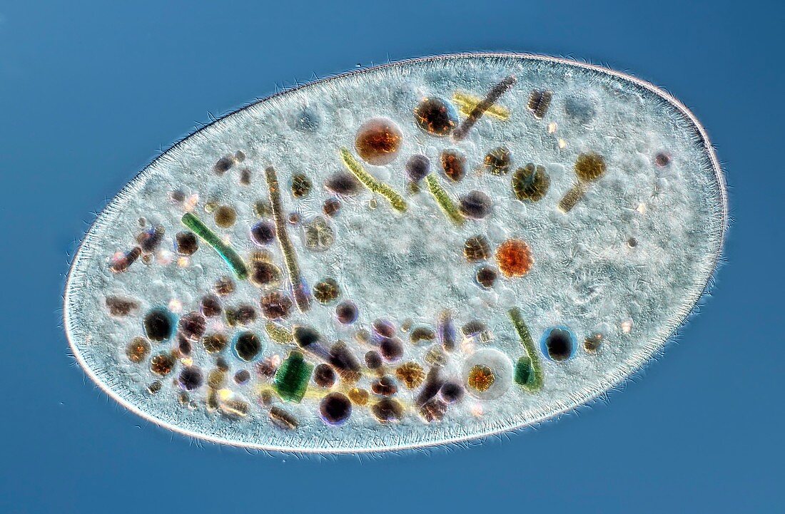 Frontonia sp. protist, light micrograph