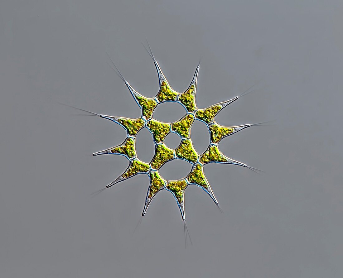 Pediastrum green algae, light micrograph