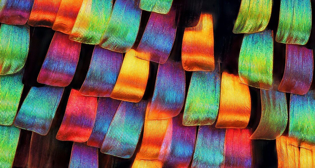 Sunset moth wing scales, light micrograph