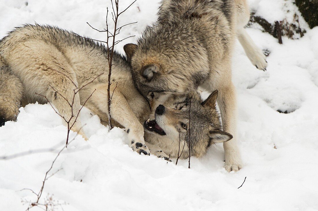 Grey wolves interacting
