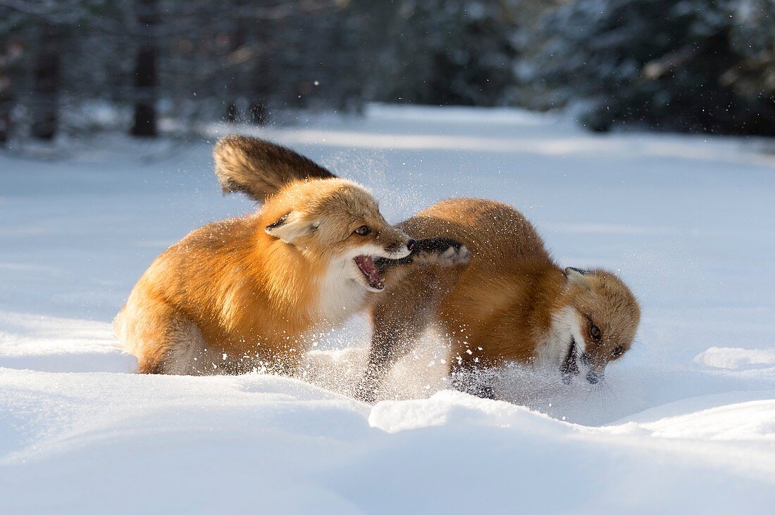 Red foxes interacting in snow