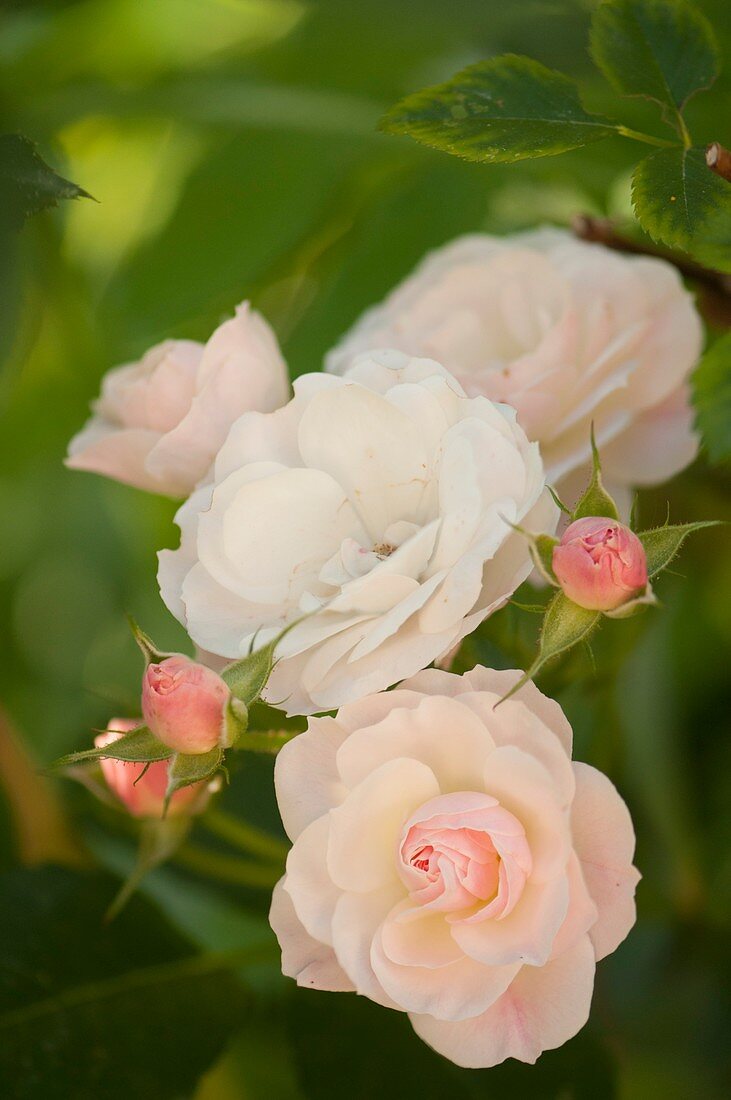 Polyantha rose hybrid (Rosa 'Bouquet Parfait')