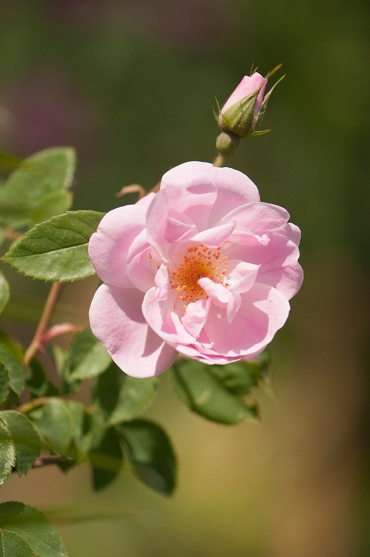Hybrid rose (Rosa sp.)