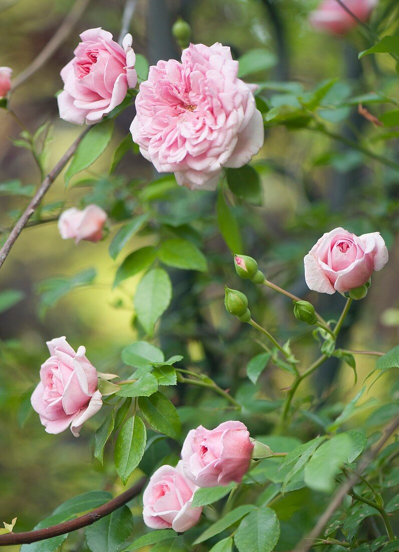 Rambling rose (Rosa 'Francois Juranville')