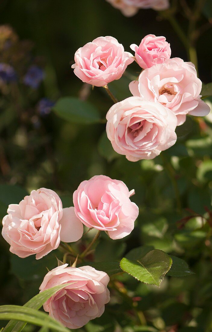 Polyantha rose (Rosa Mrs. R.M. Finch)