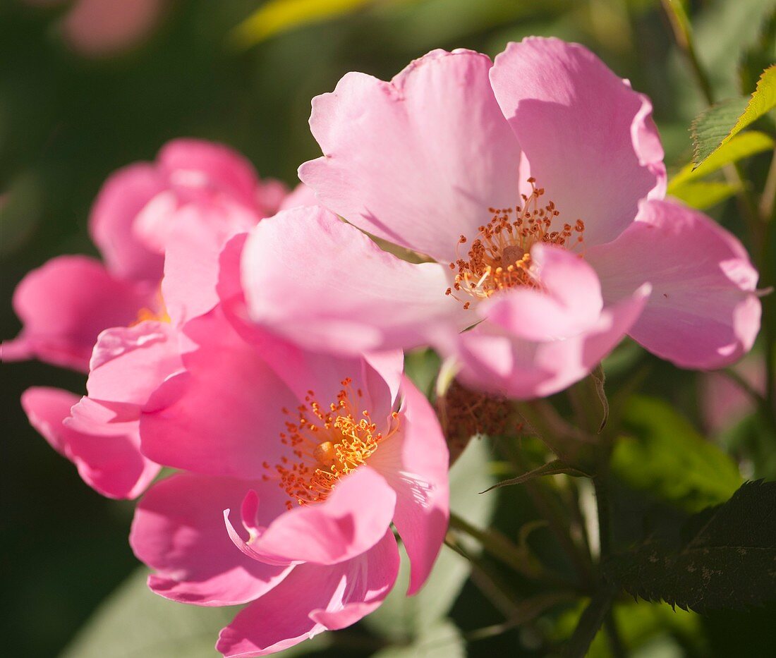 Hybrid rose (Rosa 'Complicata')
