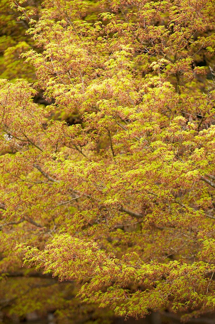 Japanese maple (Acer palmatum)