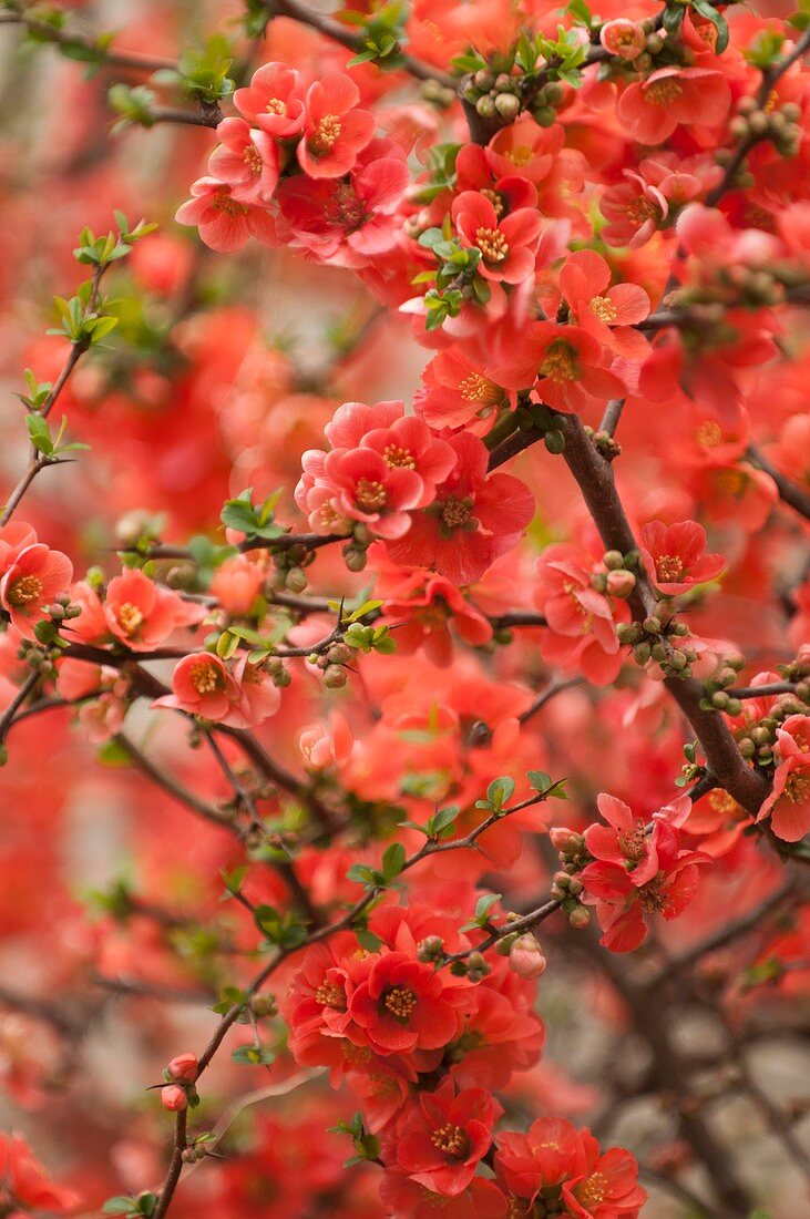 Flowering quince (Chaenomeles x superba Mandarin')