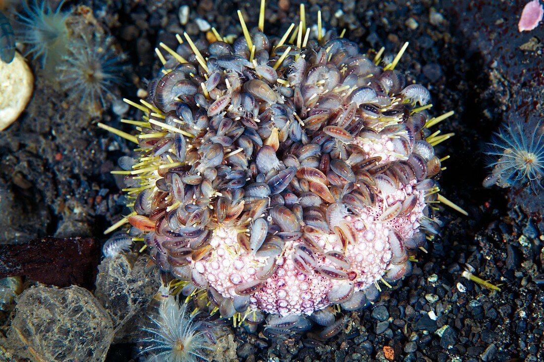 Amphipod crustaceans feeding on a sea urchin