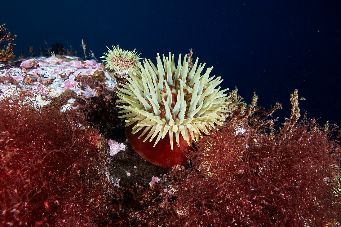 Sea anemone and marine life