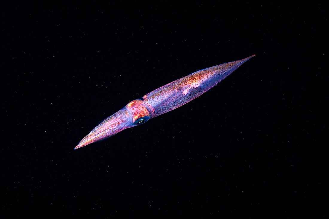 European squid (Loligo vulgaris)